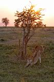 TANZANIA - Serengeti National Park - Leoni al tramonto - 4